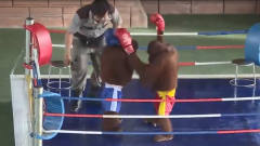两只猩猩开始打拳击，当裁判宣布开始的时候，