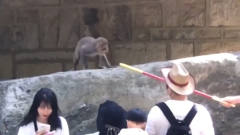 游客用金箍棒逗猴，还被吓一跳
