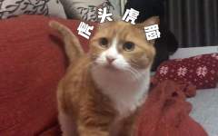 papi酱的大小咪 小咪是大脑斧！