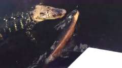 鳄鱼咬了一口电鳗：这鱼有点上头，镜头记录搞