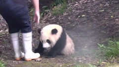 小团子坐在水坑里，不停示意饲养员帮它洗澡，