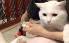 papi酱的大小咪，给世界上最乖的猫咪剪指甲是一