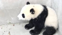 熊猫宝宝坐在墙角生闷气，被*爸看见后的反应，