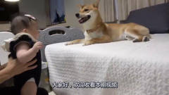 柴犬整天陪伴小主人，竟然还逗小主人开心，狗