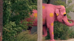 一头粉色大象从大街路过，路人纷纷张大嘴巴，