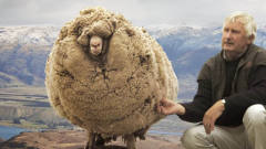 绵羊不想被剪毛，躲进深山7年，当被发现后镜头