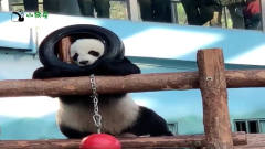 大熊猫金虎：大虎子盘轮胎，脑壳卡里面出不来