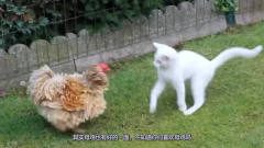 猫咪挑衅母鸡，一个猛扑上去，接下来憋住别笑