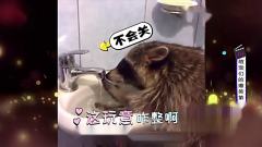 小浣熊第一次用水龙头洗手，洗后不会关水龙头