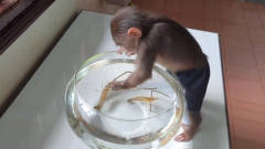 主人买虾逗小猴子，请忍住别笑，太低估小猴子
