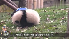 熊猫被水管打到头，直接和水管杠上了，镜头记