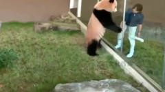 太逗了, 熊猫宝宝模仿饲养员擦玻璃, 把游客笑死