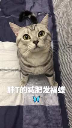 电动逗猫棒～从此解放双手