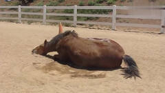 骏马在滚烫的沙地打滚，太逗了