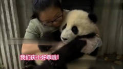 *妈对小熊猫小庆说：没睡醒吗，小庆亲了*妈一下