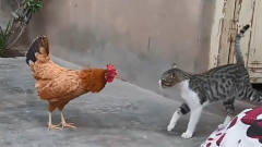 猫咪挑衅母鸡，本以为胜券在握，不曾想母鸡是