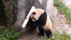 水管意外打到熊猫，熊猫越想越气和它死磕到底