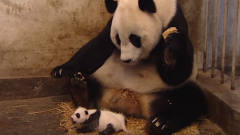 大熊猫第一次生娃没经验，竟把儿子当成电动玩