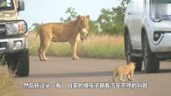 司机好心给狮子让路，却被小狮子吼，镜头记录