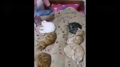搞笑逗比集中营