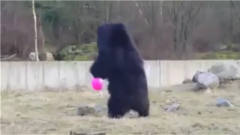 当黑熊第一次见到粉色气球，这画面也太搞笑了