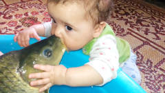 爸爸买回一条大鱼，小宝宝非要亲一口，镜头记