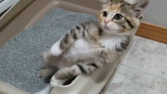 猫上厕所也会脚麻，猫：脚麻了，不能慌，稳住