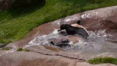 大熊猫惬意地躺在水池里，不停地手舞足蹈，熊