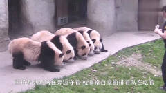 熊猫和饲养员趴在地上聊天，连姿势都一模一样