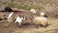 山羊和绵羊打架，非常搞笑有趣，谁会更厉害？