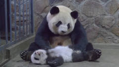 自从生了娃，熊猫妈妈就是这种表情，太搞笑了