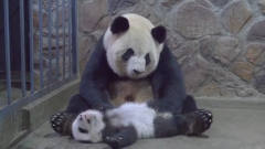 自从生了娃，熊猫妈妈就是这种表情，也太逗了
