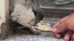 这是我见过最懒的猫咪，不喂食不张嘴，太逗了