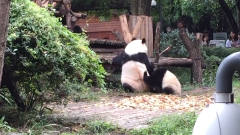 熊猫宝宝撺掇妈妈恶搞饲养员，萌萌的样子太可