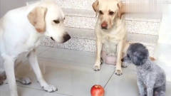 萌宠：为了抢一颗苹果，三只狗狗竟玩起了斗地