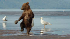 小棕熊寻找食物被夹住了手，提着贝壳到处找妈