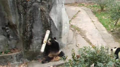 水管意外打到熊猫，熊猫越想越气跟它死磕，镜