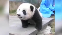 小熊猫没站好，一头摔倒地上，你怎么这么逗啊