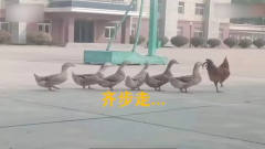 “真训练鸡地”，公鸡带6只鸭子乱入民警训练场