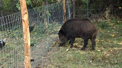 野猪闯入居民后院找吃的，不料碰到电网上，镜