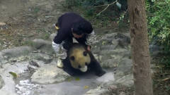 饲养员想帮大熊猫洗澡，黑色的熊猫坚决反对，