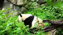 熊猫贝贝从草坡上滚滚而下，紧接着连续打了6个