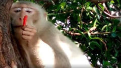 游客骗猴子吃了一个朝天椒，下一秒小猴子的反