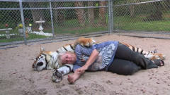 老虎睡觉时抱着饲养员，结果睡醒之后立马翻脸