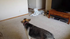 主人放一只假老虎在客厅，狗子看到后吓坏了，