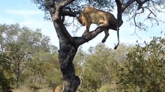 狮子捉水牛反被牛群追杀，竟被逼的爬树保命，