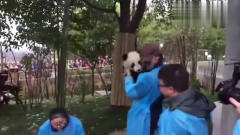 老外：老外第一次看到熊猫，这一脸痴汉的表情