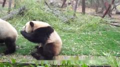 熊猫团子在动物园打得不可开交，游客看热闹 ，