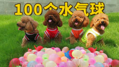 当4只狗遇上100只注水气球，一爪爆一个：玩水，