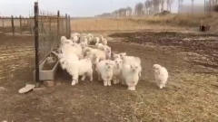 撒娇的小绵羊真是太可爱了，真的也是没谁了，